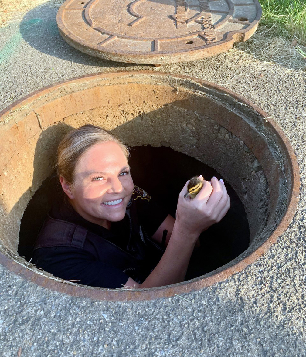 City Officers Rescue Ducklings Out Of Storm Drain | News, Sports, Jobs ...